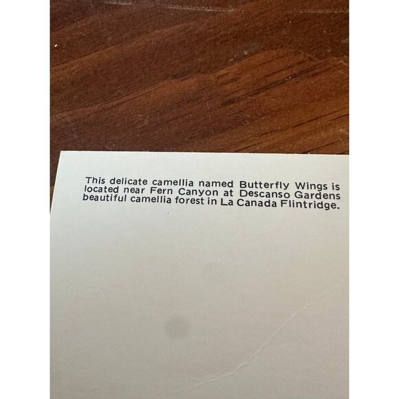 Vintage Butterfly Wings Camellia Postcard – Descanso Gardens, La Cañada Flintrid - Picture 5 of 10
